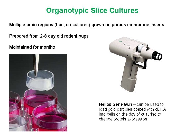 Organotypic Slice Cultures Multiple brain regions (hpc, co-cultures) grown on porous membrane inserts Prepared