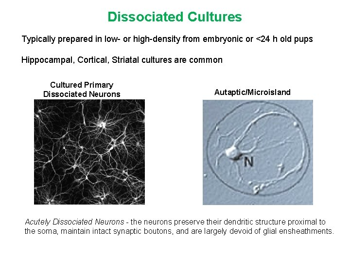 Dissociated Cultures Typically prepared in low- or high-density from embryonic or <24 h old