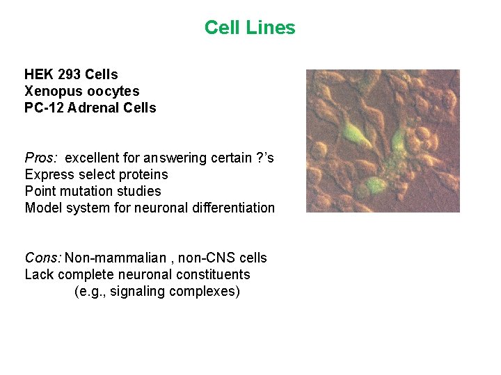 Cell Lines HEK 293 Cells Xenopus oocytes PC-12 Adrenal Cells Pros: excellent for answering