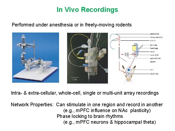 In Vivo Recordings Performed under anesthesia or in freely-moving rodents Intra- & extra-cellular, whole-cell,