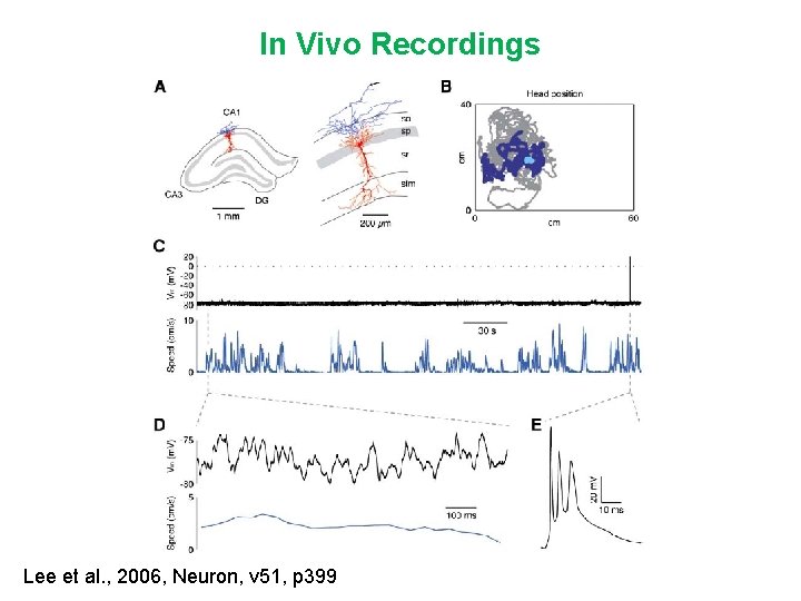 In Vivo Recordings Lee et al. , 2006, Neuron, v 51, p 399 