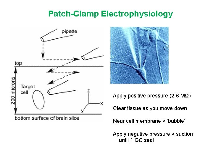 Patch-Clamp Electrophysiology Apply positive pressure (2 -6 MΩ) Clear tissue as you move down