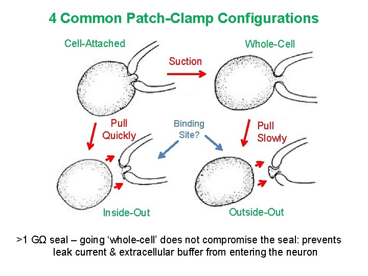 4 Common Patch-Clamp Configurations Cell-Attached Whole-Cell Suction Pull Quickly Inside-Out Binding Site? Pull Slowly