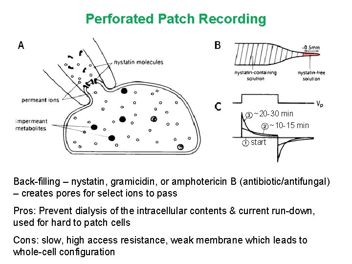 Perforated Patch Recording ~20 -30 min ~10 -15 min start Back-filling – nystatin, gramicidin,