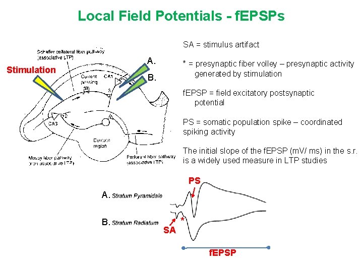 Local Field Potentials - f. EPSPs SA = stimulus artifact A. Stimulation * =