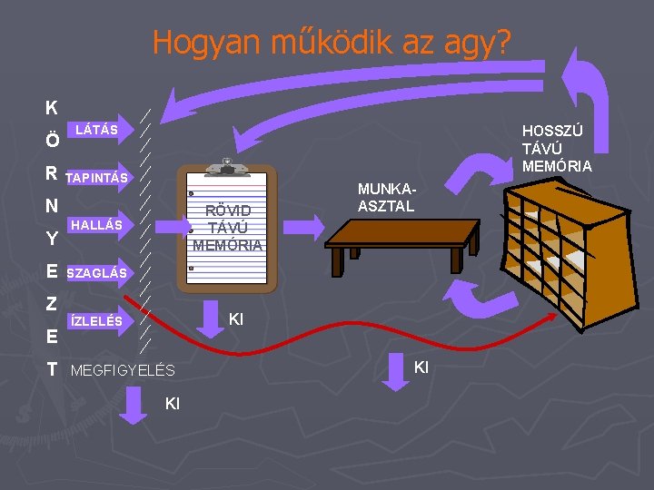 Hogyan működik az agy? K Ö R LÁTÁS HOSSZÚ TÁVÚ MEMÓRIA TAPINTÁS N Y