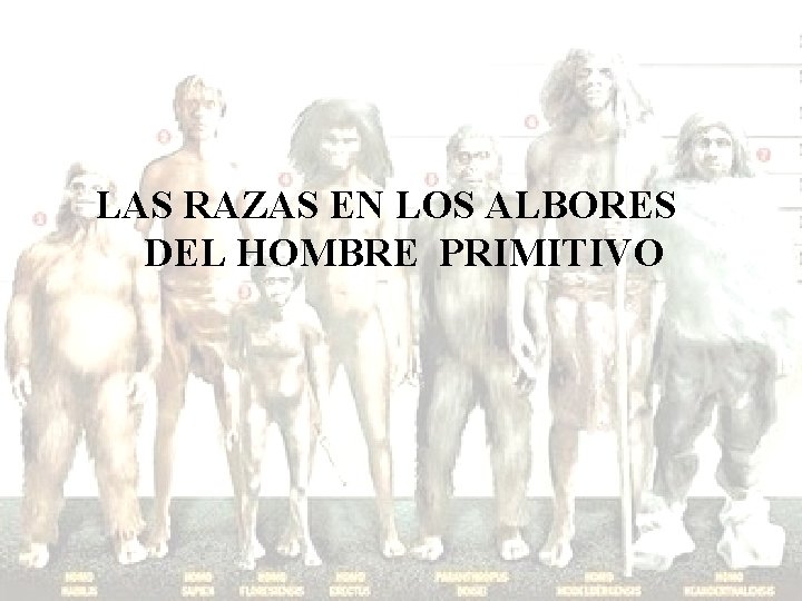 LAS RAZAS EN LOS ALBORES DEL HOMBRE PRIMITIVO 