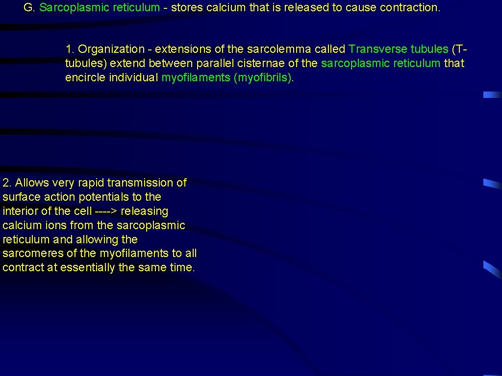 G. Sarcoplasmic reticulum - stores calcium that is released to cause contraction. 1. Organization
