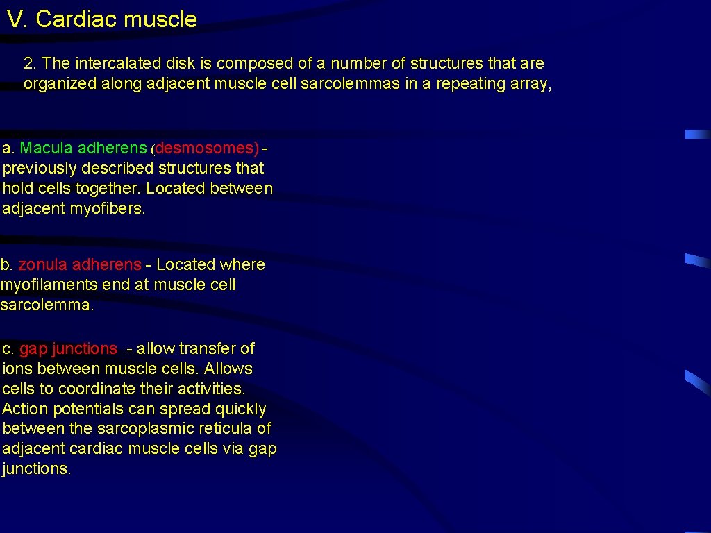 V. Cardiac muscle 2. The intercalated disk is composed of a number of structures