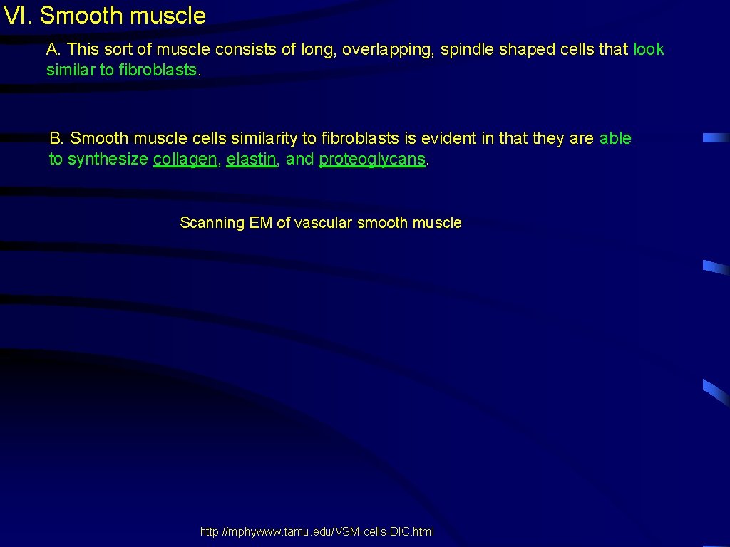 VI. Smooth muscle A. This sort of muscle consists of long, overlapping, spindle shaped