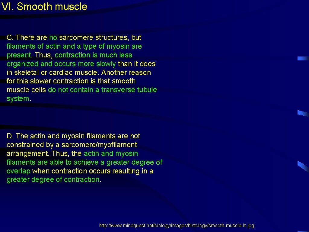 VI. Smooth muscle C. There are no sarcomere structures, but filaments of actin and