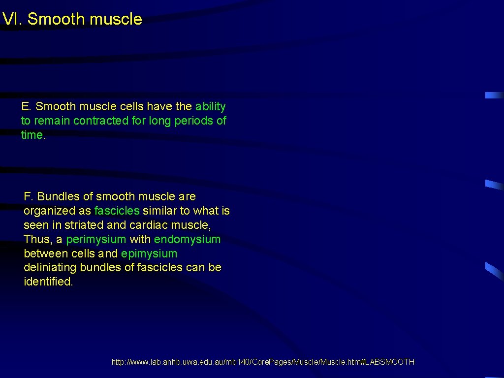 VI. Smooth muscle E. Smooth muscle cells have the ability to remain contracted for