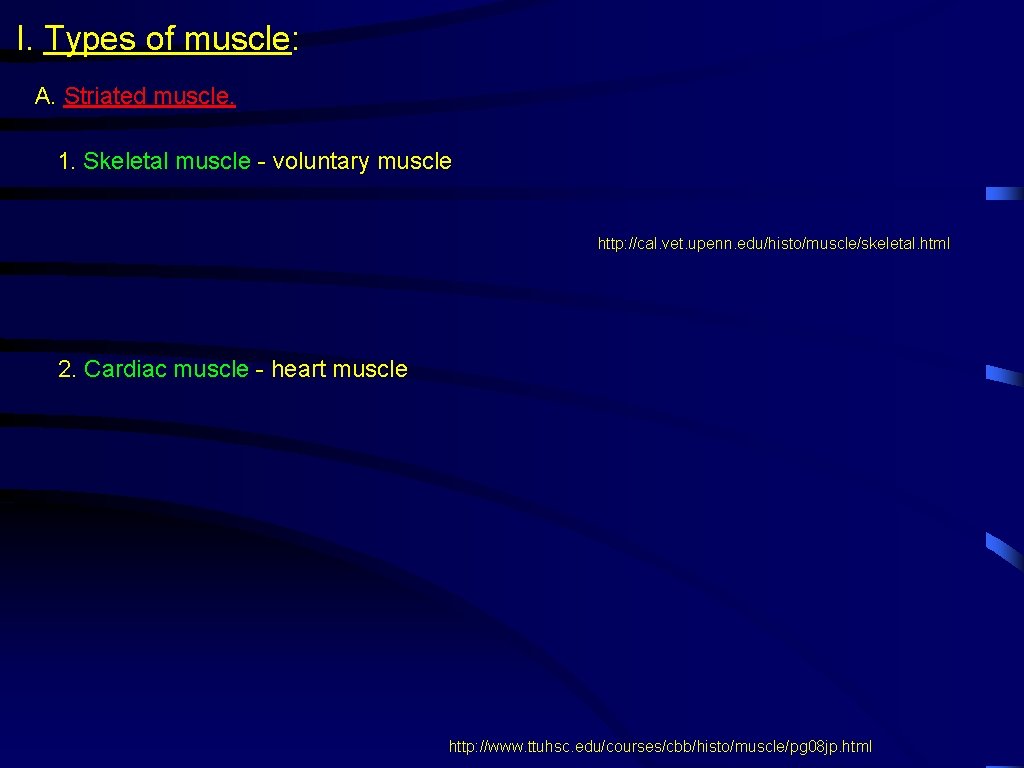 I. Types of muscle: A. Striated muscle. 1. Skeletal muscle - voluntary muscle http: