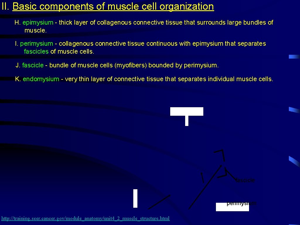 II. Basic components of muscle cell organization H. epimysium - thick layer of collagenous