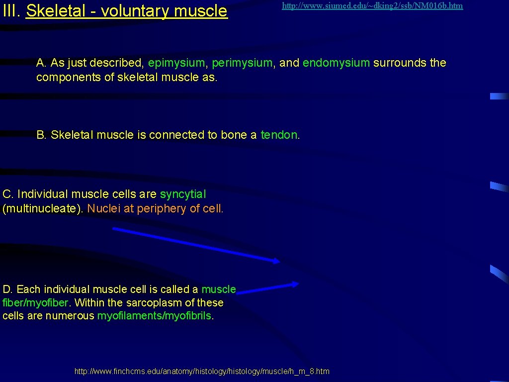III. Skeletal - voluntary muscle http: //www. siumed. edu/~dking 2/ssb/NM 016 b. htm A.