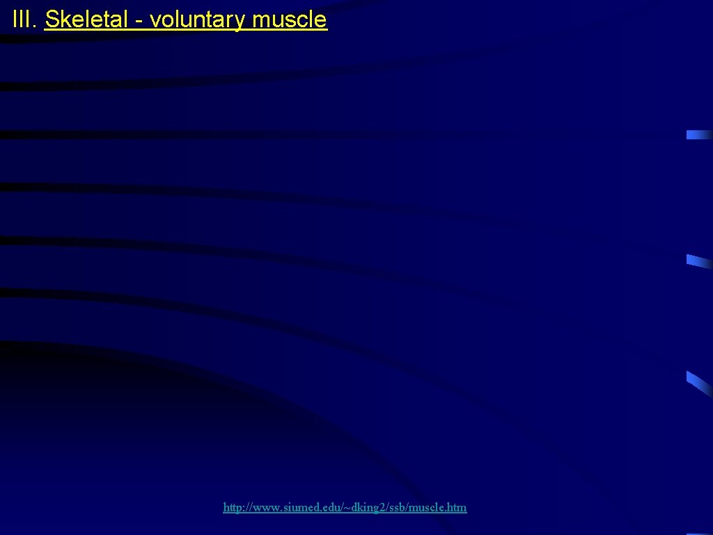 III. Skeletal - voluntary muscle http: //www. siumed. edu/~dking 2/ssb/muscle. htm 