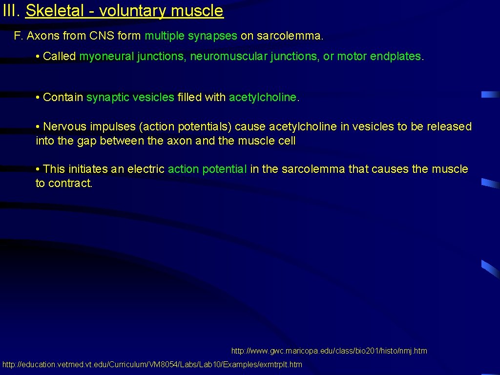 III. Skeletal - voluntary muscle F. Axons from CNS form multiple synapses on sarcolemma.