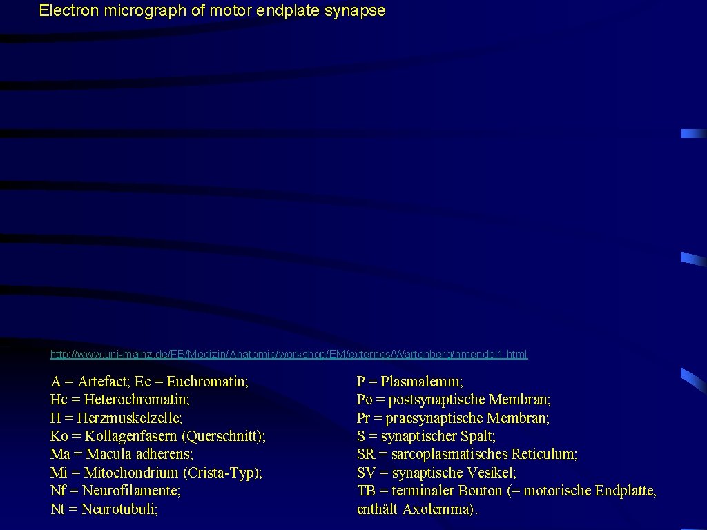 Electron micrograph of motor endplate synapse http: //www. uni-mainz. de/FB/Medizin/Anatomie/workshop/EM/externes/Wartenberg/nmendpl 1. html A =