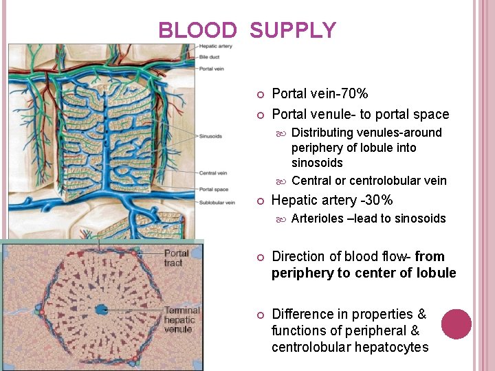 BLOOD SUPPLY Portal vein-70% Portal venule- to portal space Distributing venules-around periphery of lobule