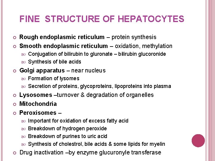 FINE STRUCTURE OF HEPATOCYTES Rough endoplasmic reticulum – protein synthesis Smooth endoplasmic reticulum –