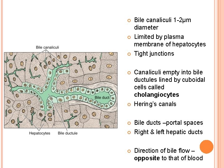  Bile canaliculi 1 -2µm diameter Limited by plasma membrane of hepatocytes Tight junctions