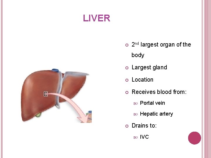 LIVER 2 nd largest organ of the body Largest gland Location Receives blood from: