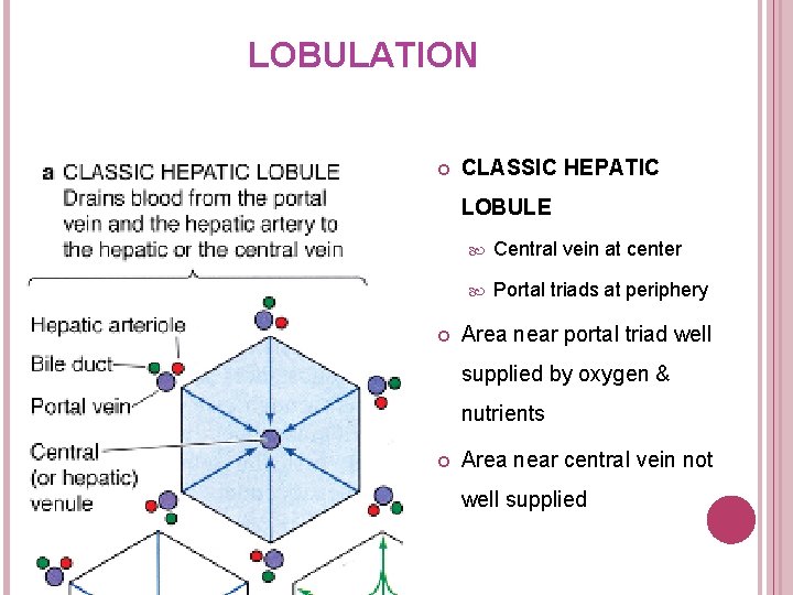 LOBULATION CLASSIC HEPATIC LOBULE Central vein at center Portal triads at periphery Area near