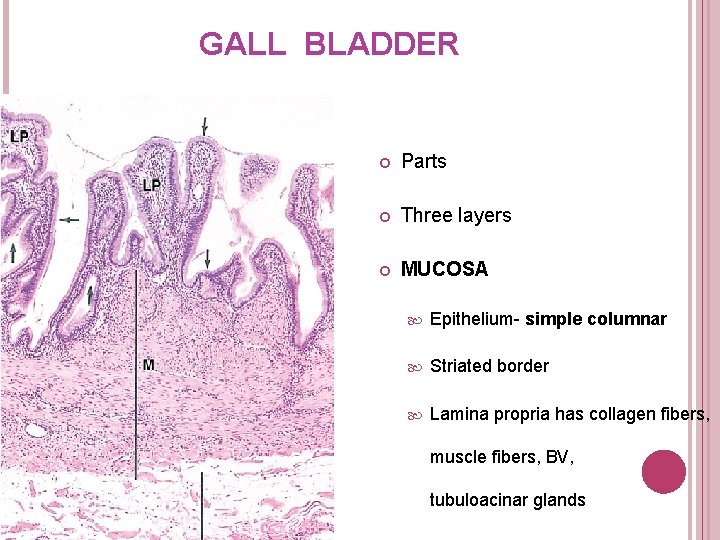 GALL BLADDER Parts Three layers MUCOSA Epithelium- simple columnar Striated border Lamina propria has