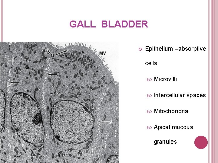 GALL BLADDER Epithelium –absorptive cells Microvilli Intercellular spaces Mitochondria Apical mucous granules 