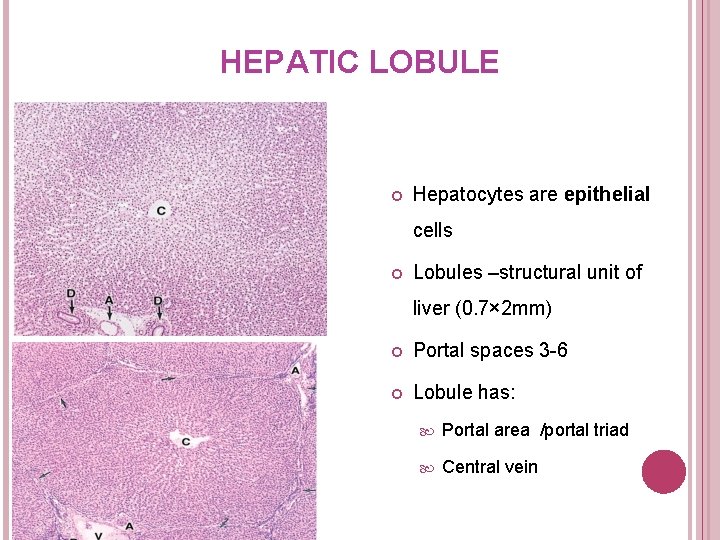 HEPATIC LOBULE Hepatocytes are epithelial cells Lobules –structural unit of liver (0. 7× 2