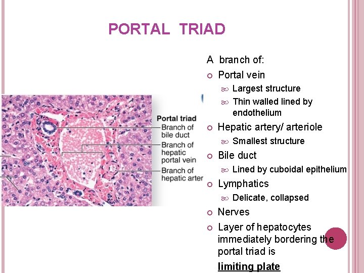 PORTAL TRIAD A branch of: Portal vein Largest structure Thin walled lined by endothelium