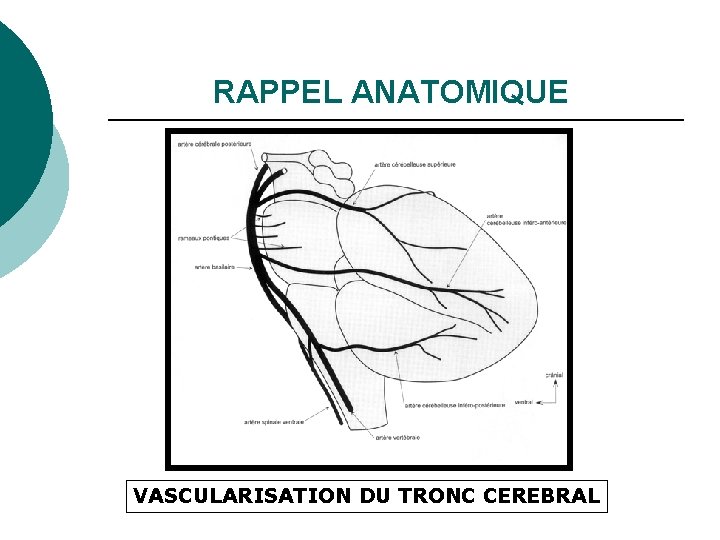 RAPPEL ANATOMIQUE VASCULARISATION DU TRONC CEREBRAL 