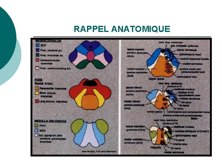 RAPPEL ANATOMIQUE 