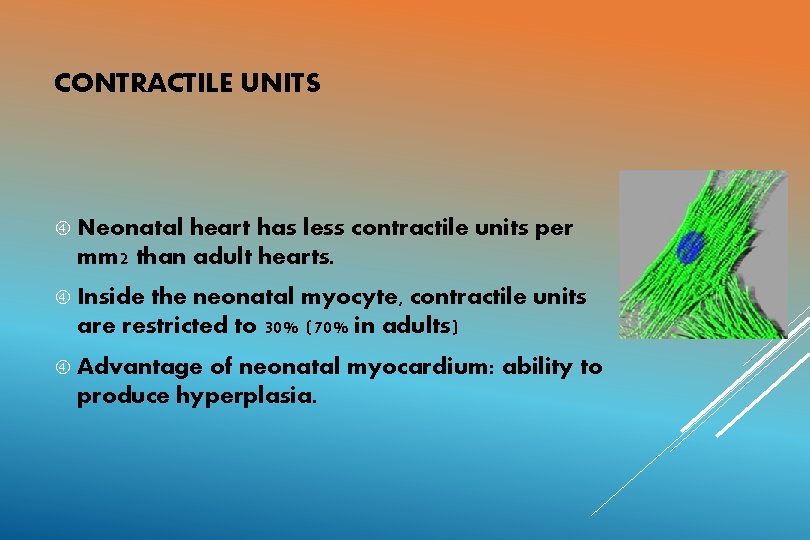 CONTRACTILE UNITS Neonatal heart has less contractile units per mm 2 than adult hearts.