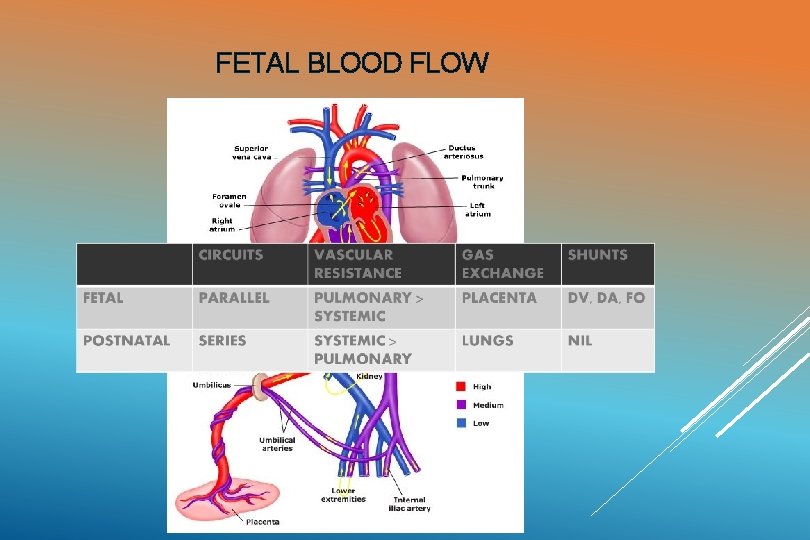 FETAL BLOOD FLOW 