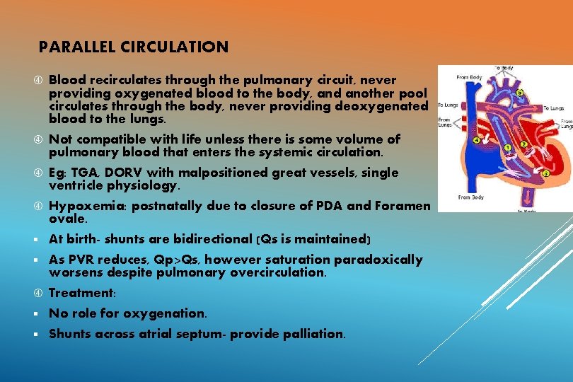 PARALLEL CIRCULATION Blood recirculates through the pulmonary circuit, never providing oxygenated blood to the