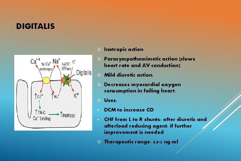 DIGITALIS Inotropic action Parasympathomimetic action (slows heart rate and AV conduction) Mild diuretic action.