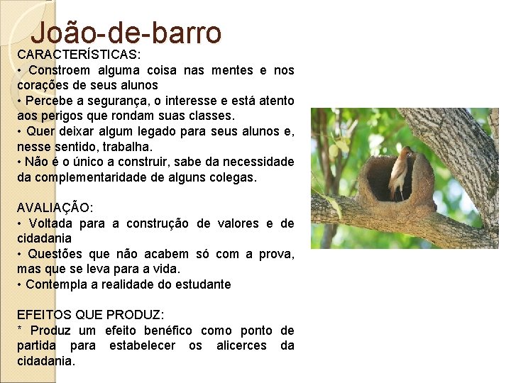 João-de-barro CARACTERÍSTICAS: • Constroem alguma coisa nas mentes e nos corações de seus alunos