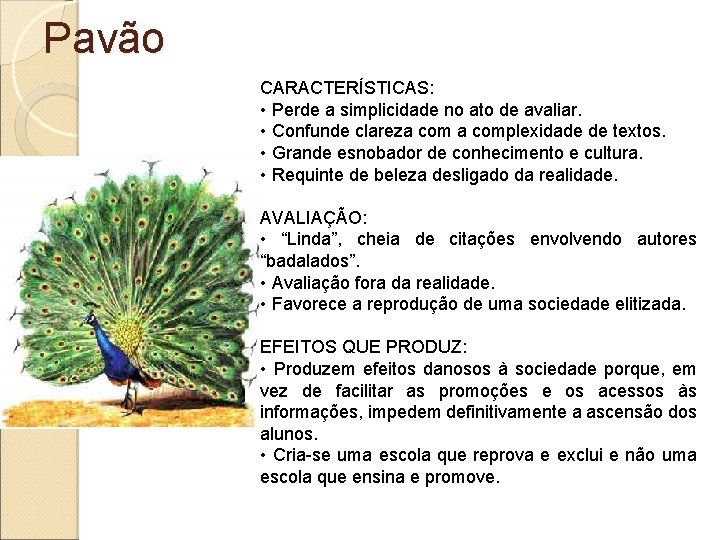 Pavão CARACTERÍSTICAS: • Perde a simplicidade no ato de avaliar. • Confunde clareza complexidade