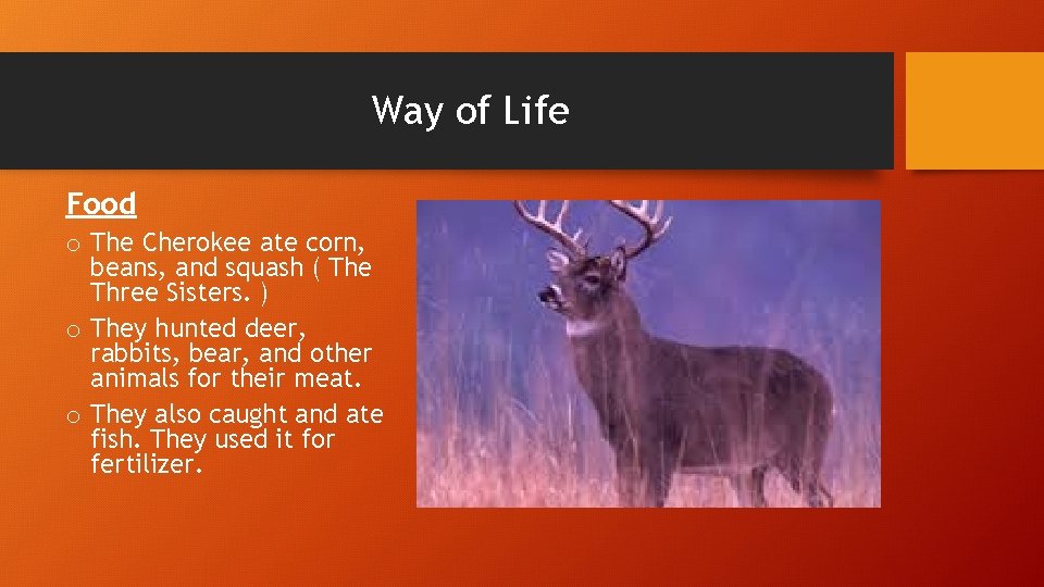 Way of Life Food o The Cherokee ate corn, beans, and squash ( The