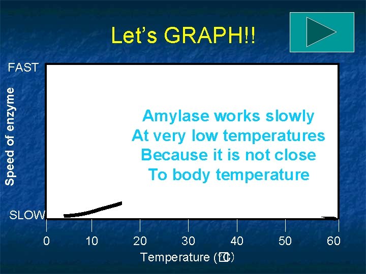 Let’s GRAPH!! Speed of enzyme FAST Amylase works slowly At very low temperatures Because