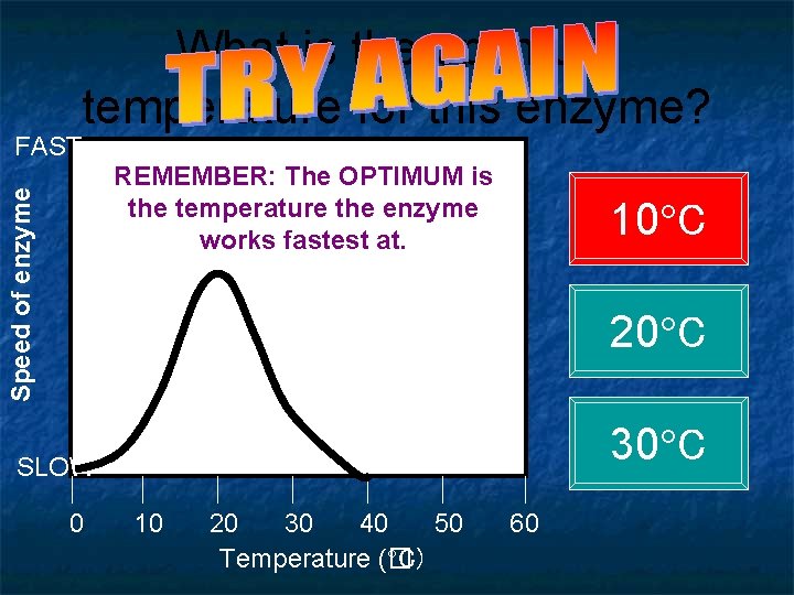 What is the optimum temperature for this enzyme? FAST Speed of enzyme REMEMBER: The