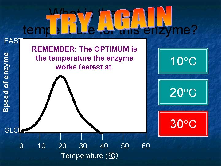 What is the optimum temperature for this enzyme? FAST Speed of enzyme REMEMBER: The