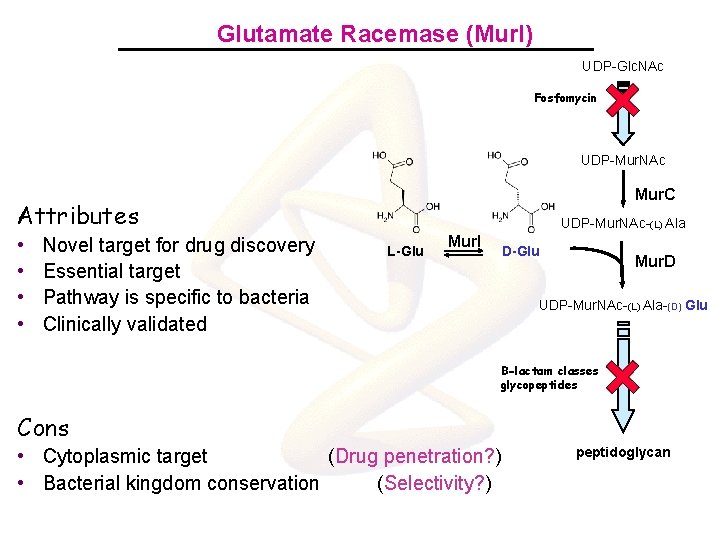 Glutamate Racemase (Mur. I) UDP-Glc. NAc Fosfomycin UDP-Mur. NAc Mur. C Attributes • •