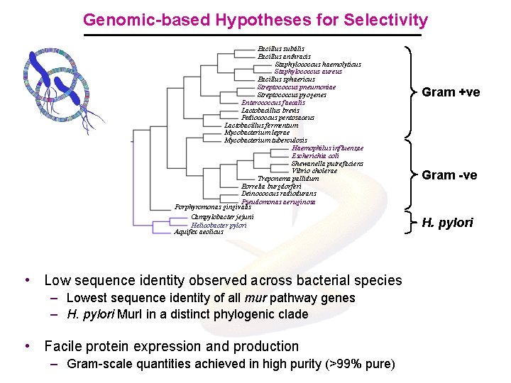Genomic-based Hypotheses for Selectivity Bacillus subtilis Bacillus anthracis Staphylococcus haemolyticus Staphylococcus aureus Bacillus sphaericus