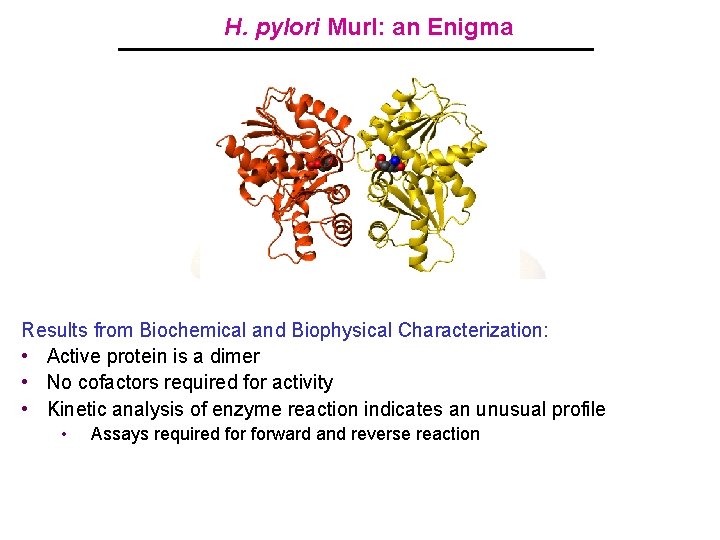 H. pylori Mur. I: an Enigma • Novel Enzyme Crystal Structure Solved – 1998