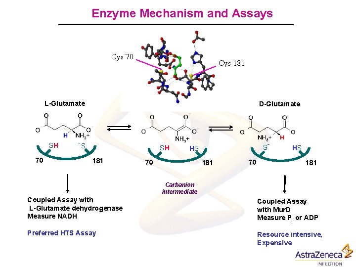 Enzyme Mechanism and Assays Cys 70 Cys 181 L-Glutamate SH 70 D-Glutamate -S SH
