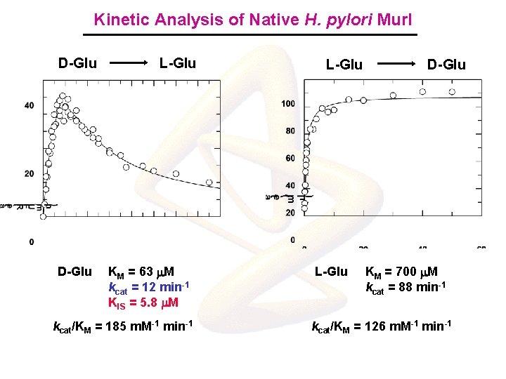 Kinetic Analysis of Native H. pylori Mur. I D-Glu L-Glu KM = 63 m.