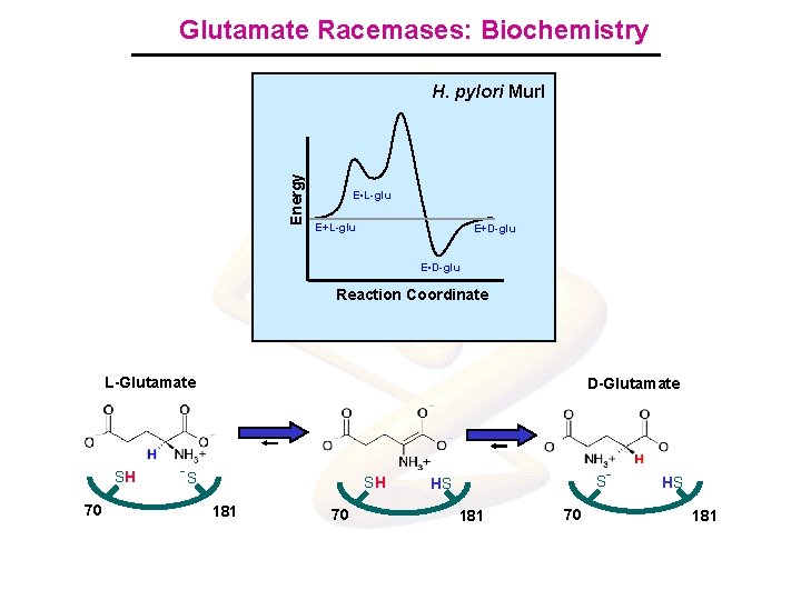 Glutamate Racemases: Biochemistry Energy H. pylori Mur. I E. L-glu E+L-glu E+D-glu E. L-glu