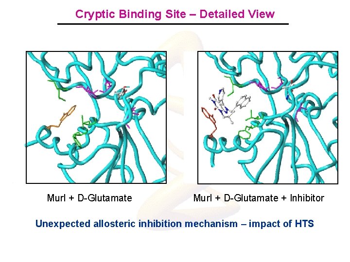 Cryptic Binding Site – Detailed View Mur. I + D-Glutamate + Inhibitor Unexpected allosteric